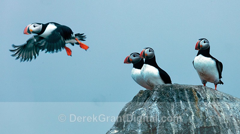 Atlantic Puffins - Birds of Atlantic Canada