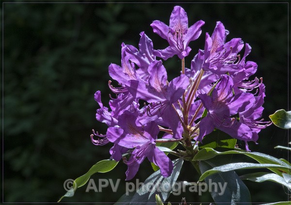  - Forde Abbey