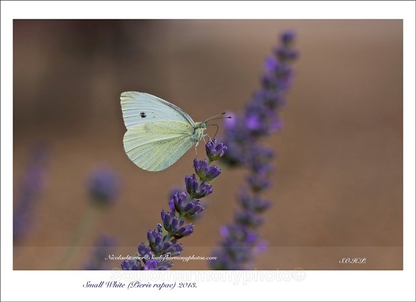 Small White - Invertebrate's Macro