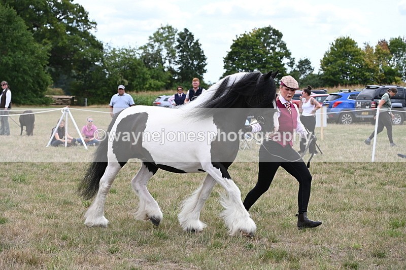 WJ6_5504 - Class 18 In-hand Coloured