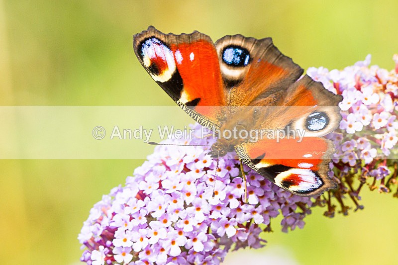 20130727-_MG_5120 - Butterflies & Moths