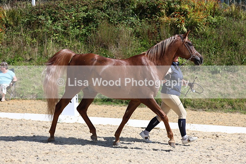 3E7A9770 - Class 33: Arab In Hand