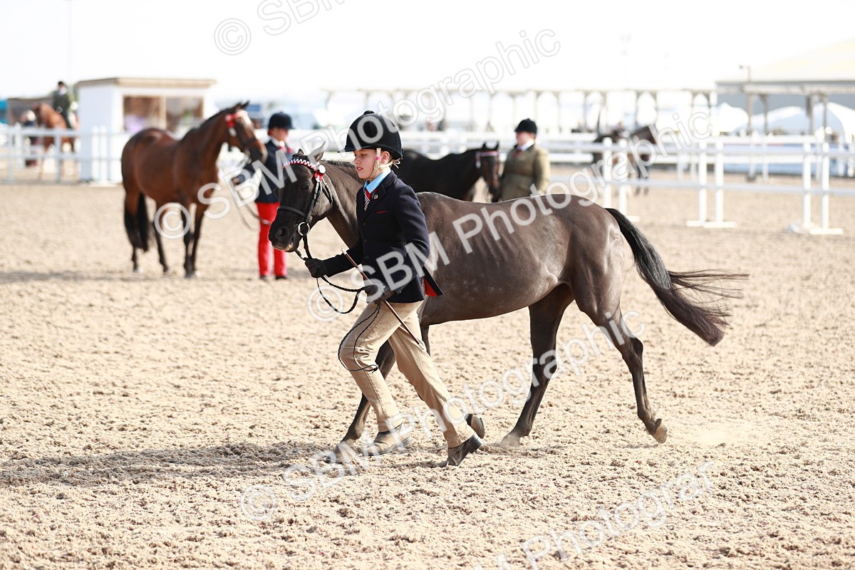SBM_11088 - Class 205 IH Show Pony/ Show Hunter Pony