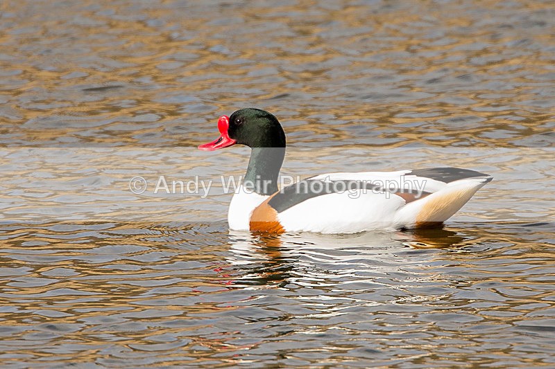 20140315-3K8A9258 - Shelduck