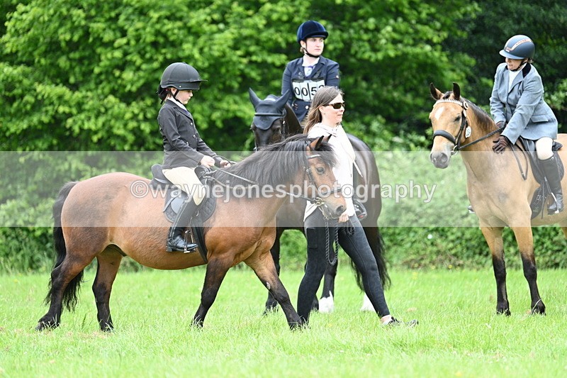 WJ7_4083 - Class 14A Handsome Gelding