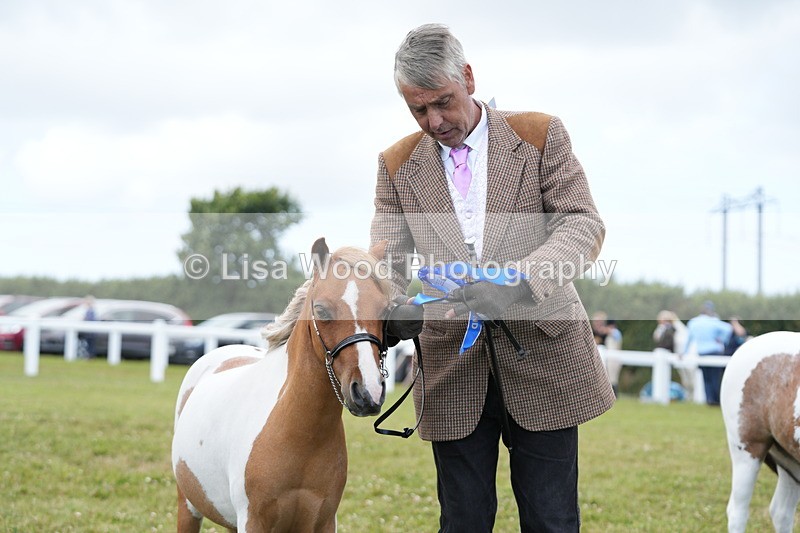 DSC06625 - Class 57: Miniature Horse 4yrs & over