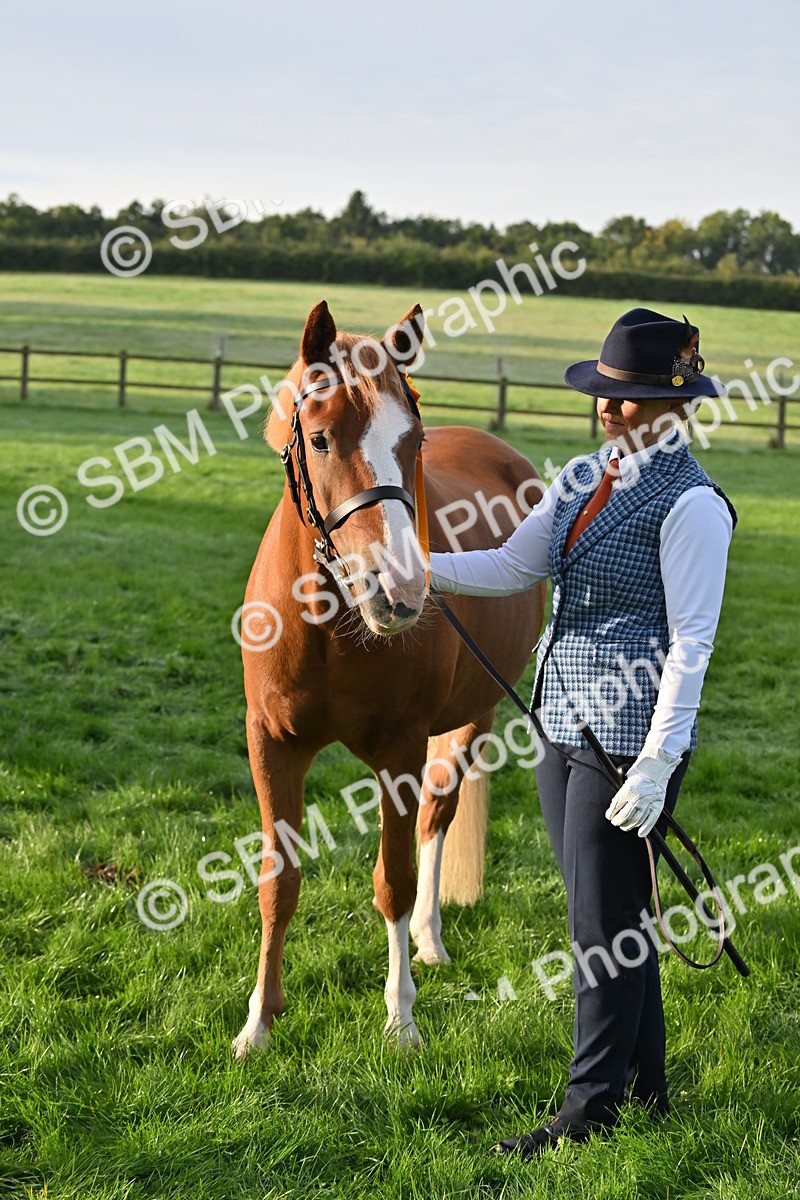 SBM_54643 - S44 - Youngstock In Hand