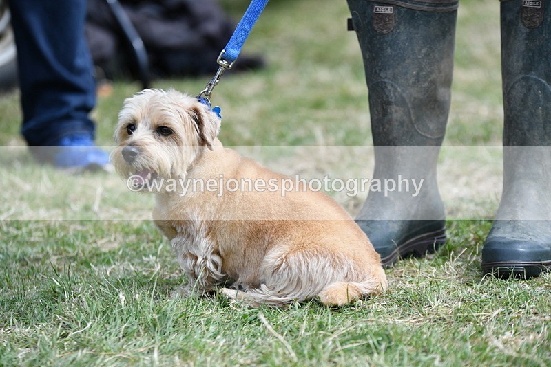 WJ5_0491 - Class 7 Best Terrier