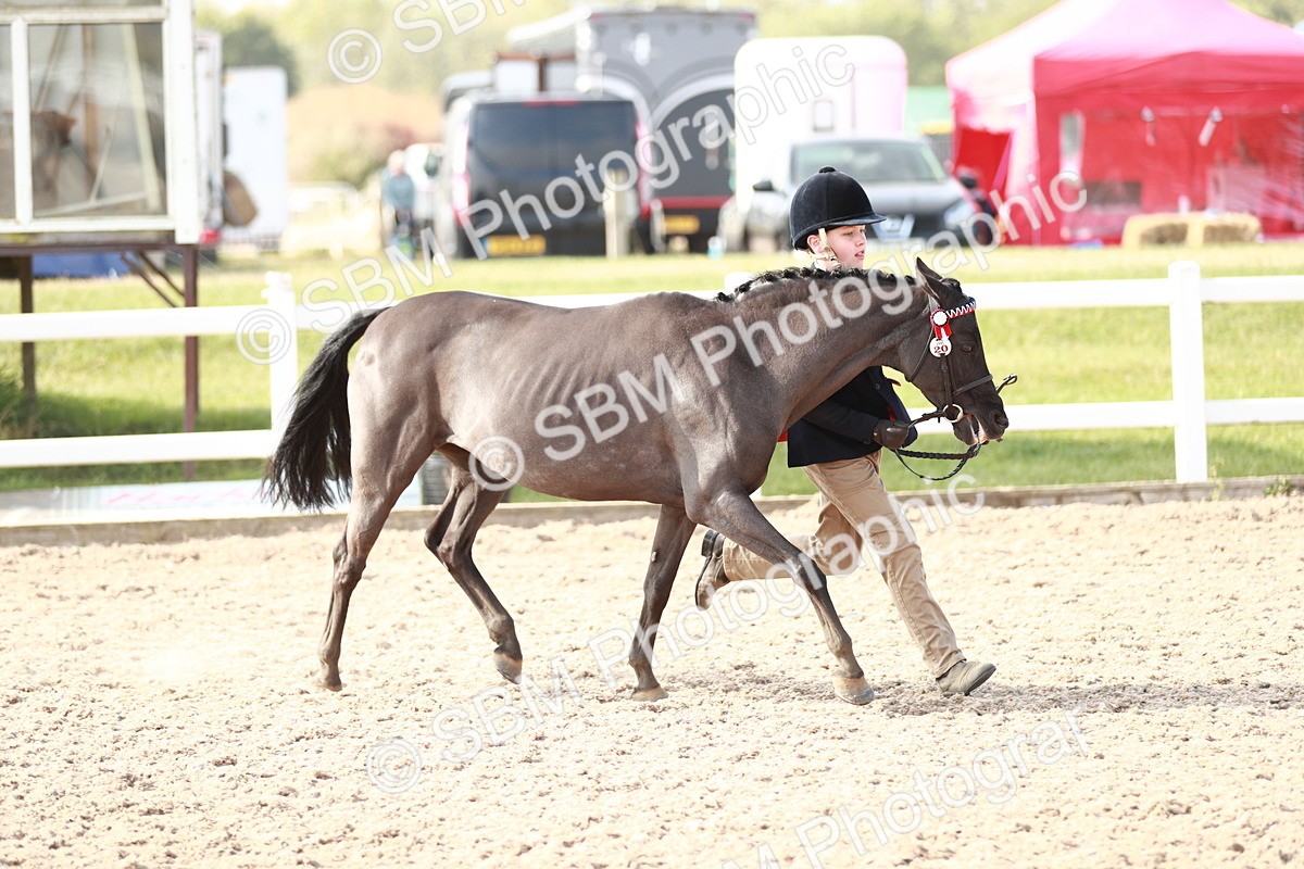 SBM_11054 - Class 205 IH Show Pony/ Show Hunter Pony