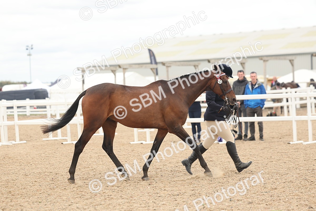 SBM_17066 - Class 313 - IH Retired Racehorse
