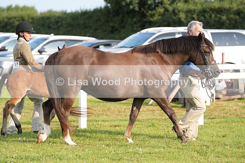 DSC04391 - Classes 44 & 45: NPS M&M Brood Mare and Foal