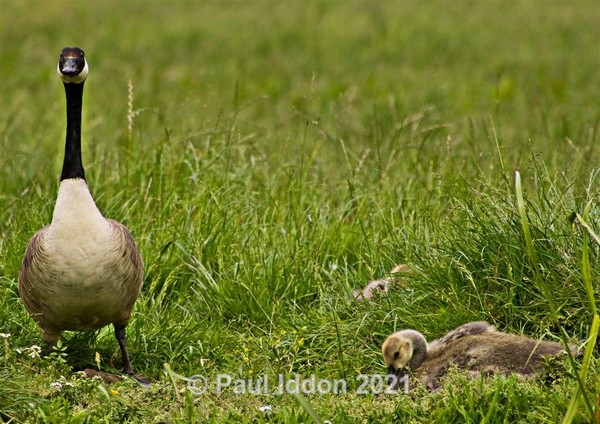 Geese - Nature - Birds and Wildlife