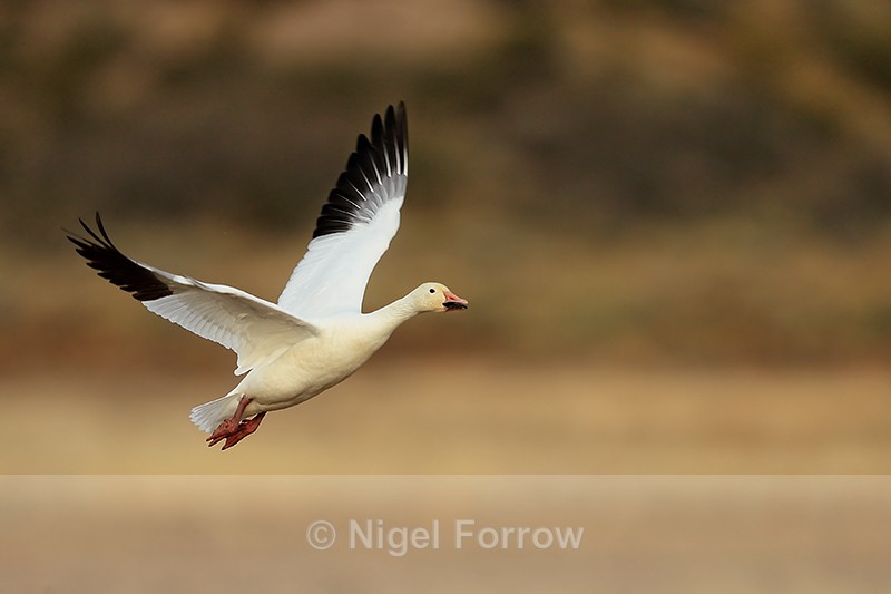 Snow Goose taking off, Bosque del Apache, New Mexico - Snow Goose