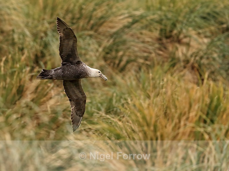 Giant Petrel flies low over tussock grass, Carcass Island, Falklands - Southern Giant Petrel