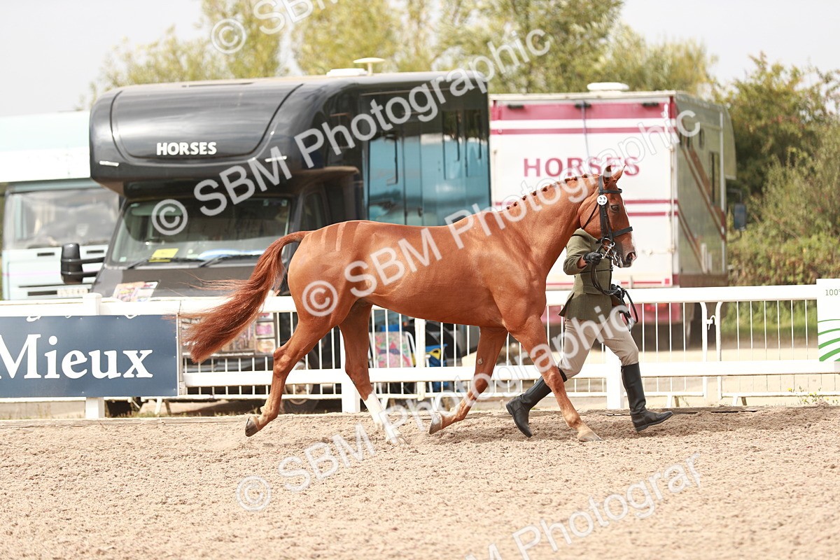 SBM_13180 - Class 208 IH Veteran Horse