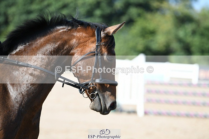 250725-092735-01124 - Cls 6 Snr British Novice and 90cm