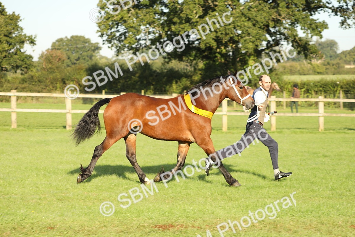 SBM_57997 - S42 - Youngstock