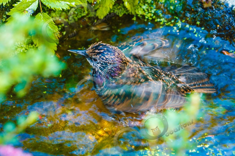 Starling Sturnus vulgaris-7006 - UK birds
