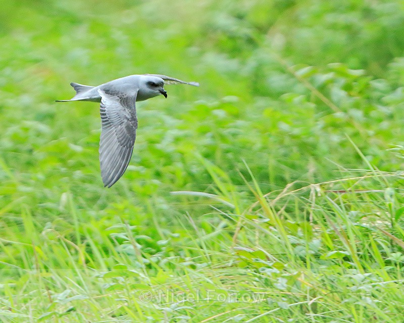 Fork-tailed Storm Petrel, Knight Inlet, Canada - Fork-tailed Storm Petrel
