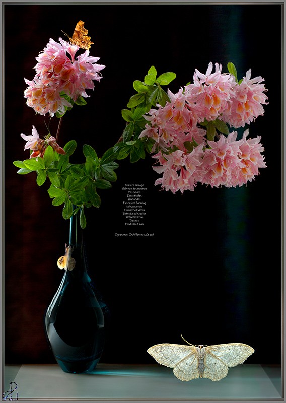Still Life Photography by Diana Uzun