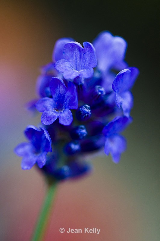 Flower - 1142 - Blue