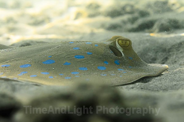 Blue spotted ray - Red sea Egypt