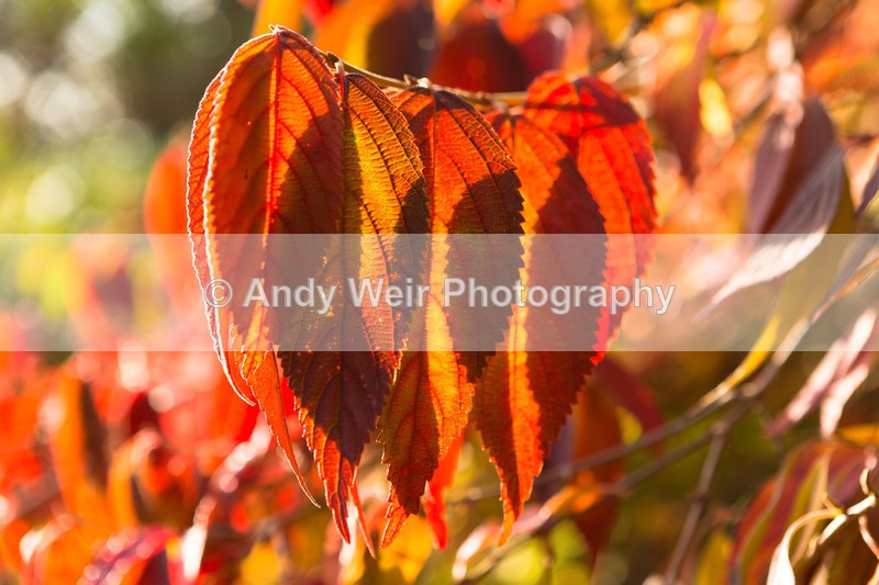20161031-3K8A9023-2 - Trees & Shrubs