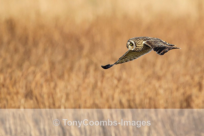 Short-eared Owl - Birds