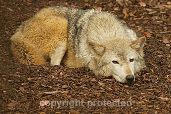Grey Wolf - Missoula sleeping (Colchester Zoo) - Smaller Cats & Other Wildlife - Wolves