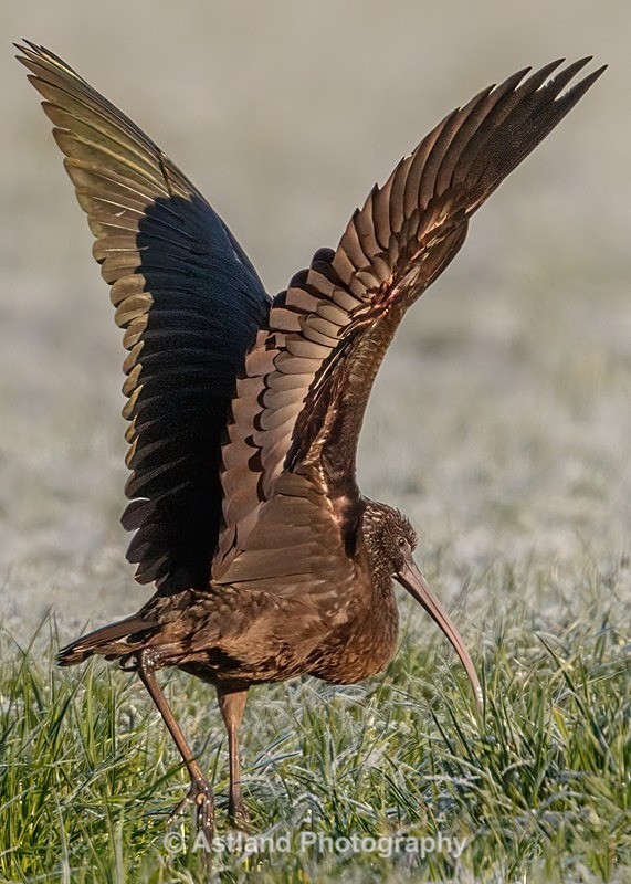 Astland Photography, Bird and Wildlife Images, Susan and Peter Wilson, U.K.