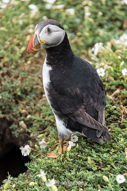 ACP_9931-1 - Puffins on Skomer Island