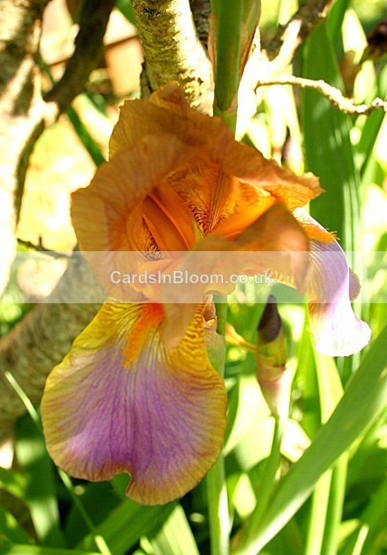Iris 1053 - IRISES