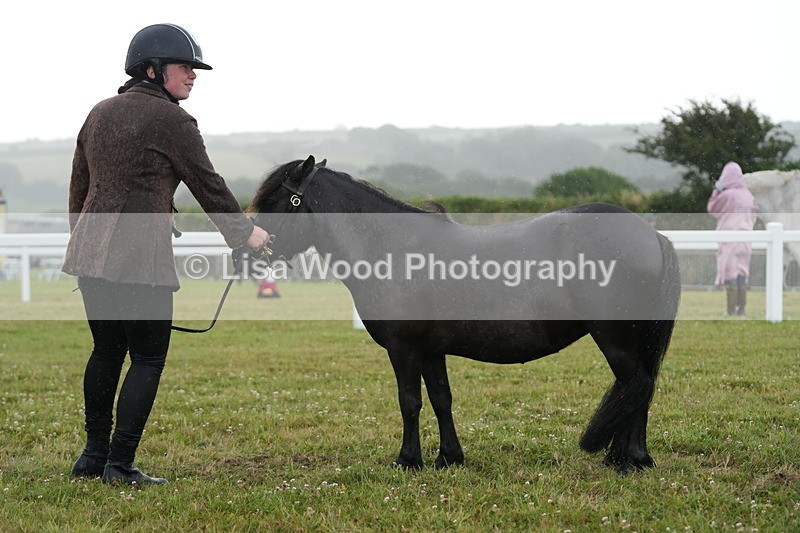 DSC04623 - Class 46: NPS Shetland Youngstock