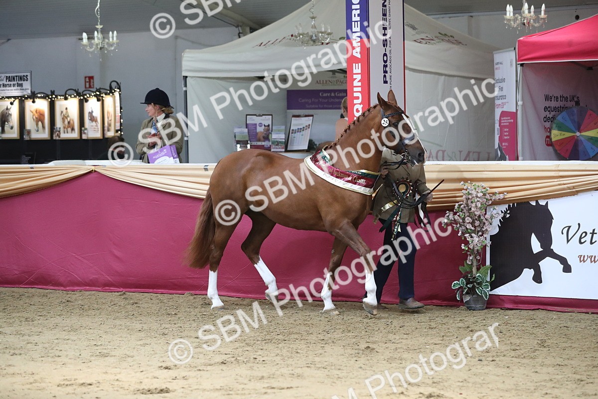SBM_06616 - Regional IH Champ