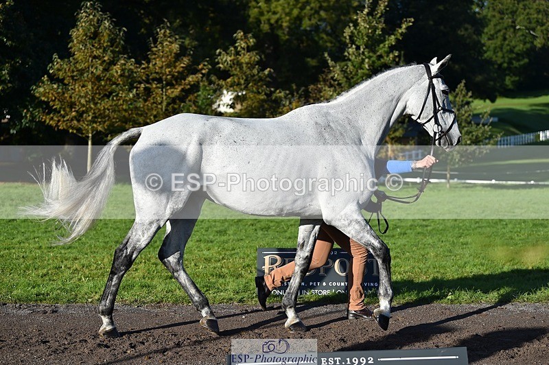 231022-100300-22206 - 624-CORRIEVIEW.OSCAR-Jane.Rogers-TrotUp+SJ