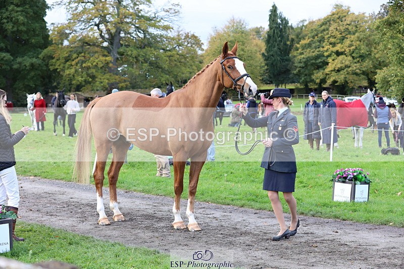 251026A-103232-23083 - E-387-Vittoria.Panizzon