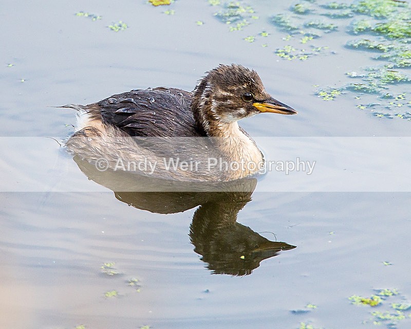20140905-3K8A5412 - Gt. Crested & Little Grebes