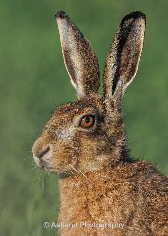 Brown Hare - Latest Images