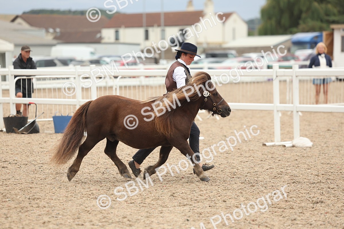 SBM_19273 - Class 317 - IH Pure Bred Horse-Pony