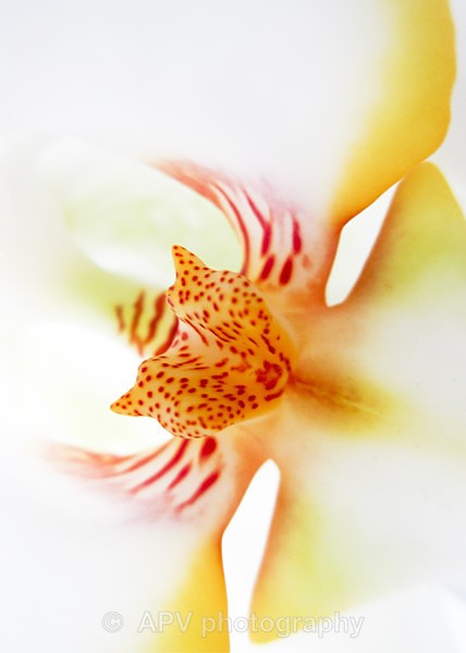 Orchid Mouth - A5 Size cards