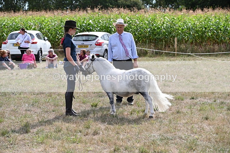 WJ6_7049 - Class 21 Shetland & Mini Horses