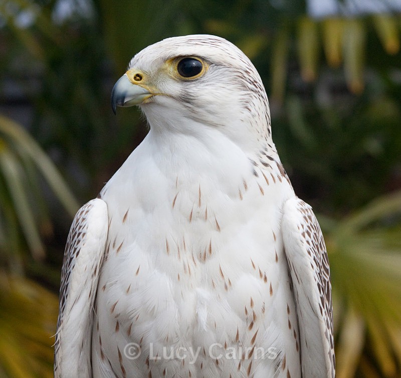  - Birds of Prey
