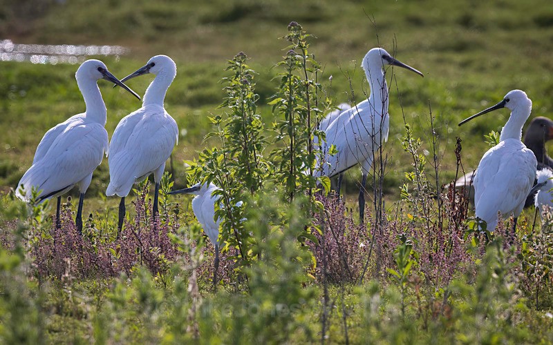 Spoonbill family - Latest ..Spoonbills at Burton Mere Wetlands, Wirral. UK