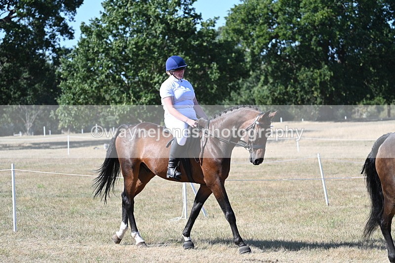 WJ7_1717 - Class 42 Most Handsome Gelding