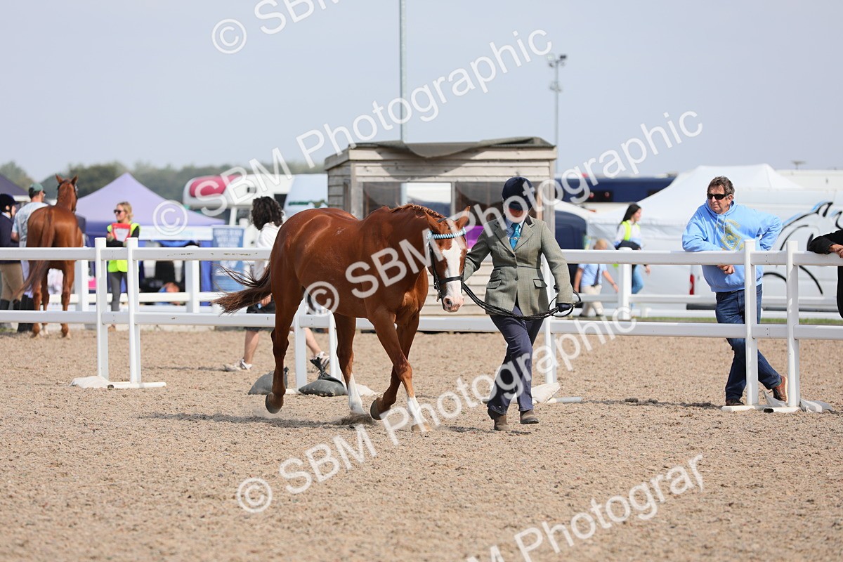 SBM_15793 - Class 312 IH Competition Horse/Pony