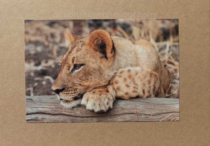 019 Lion Cub Relaxing - For Sale - Handmade Cards £2.50 each
