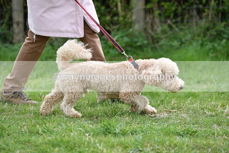 WJ5_9145 - Class 1 Best Cross Breed / Heniz 57