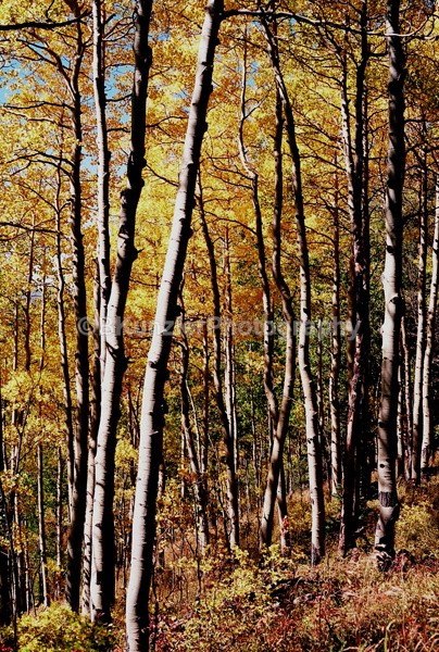  - Colorado