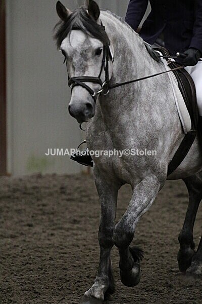 SIAL4028 - CAbin Dressage 5th july 2025