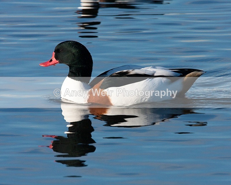 20081128-IMG_0861 130 - Shelduck